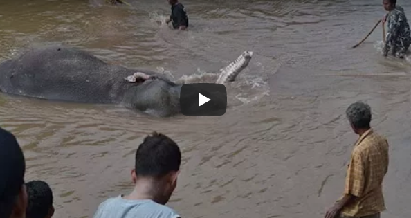 Surfer rescues 'lifeguard'? Elephant stuck! Bangkok dangerous!