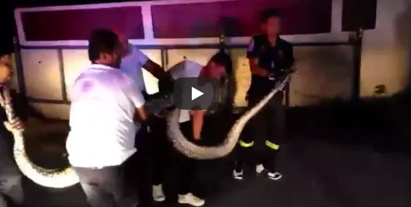 CAUGHT: 70kg python! Residents evacuated? Rescued elephant dies!