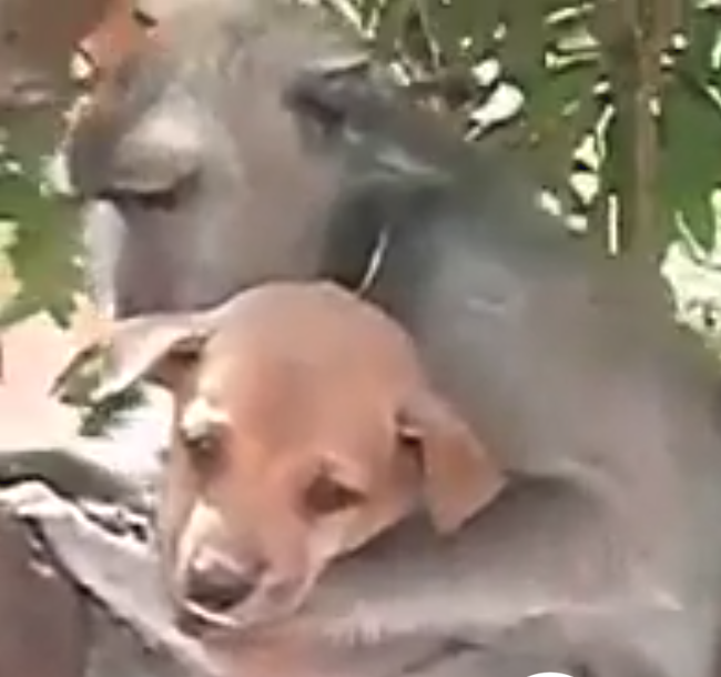 Домашние питомцы обезьян