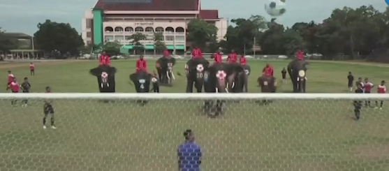 Игроки-гиганты: тайские подростки сыграли в футбол со слонами