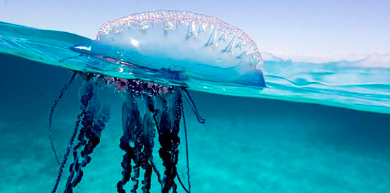 На Пхукете обнаружены опасные медузы