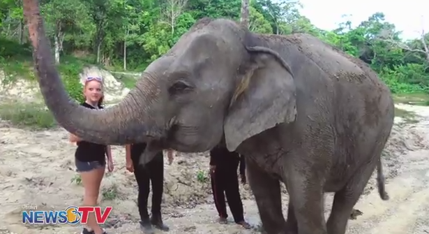 When Millie met the blind elephant Gaew Ta || Blind Elephant Phuket