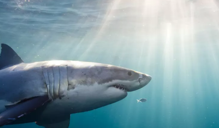 В водах залива Майя погиб детеныш акулы