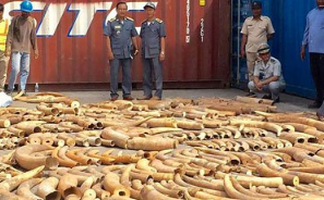 В Камбодже конфисковали более трех тонн слоновой кости