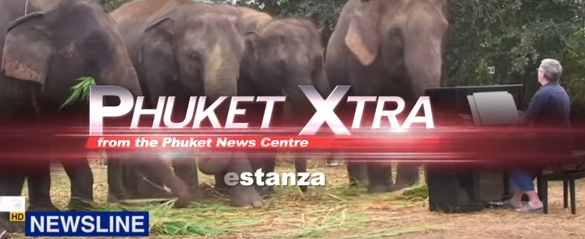 Phuket oil spill! Music for elephants! Are island roads safer? || Phuket