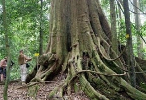Два двухвековых дерева признаны национальным наследием Таиланда