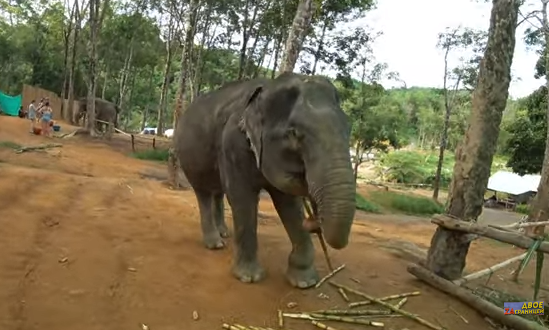 Слоны в Таиланде. Купание со слонами Пхукет
