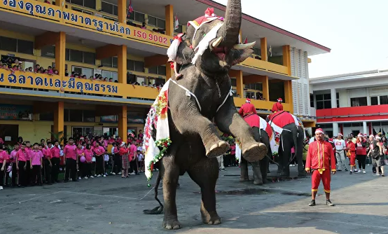 Санта-Клаус сменил оленей на слонов в Таиланде