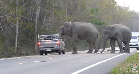 Видео: в Таиланде слоны остановили машину и распотрошили багаж