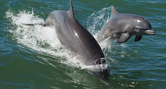 На островах в Таиланде заметили стаю из сотни дельфинов