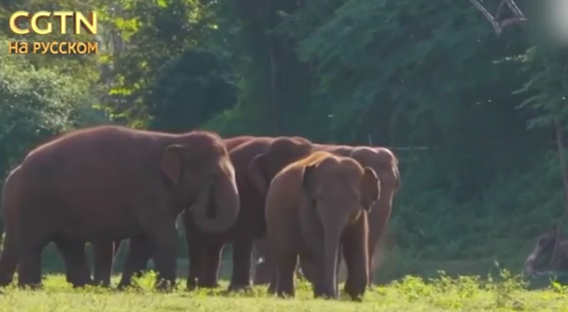 Слоны в Таиланде возвращаются на волю