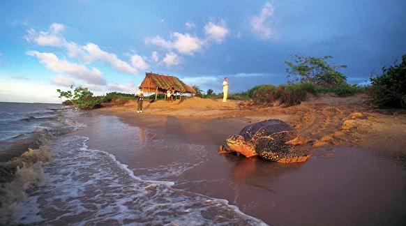 На пляже Таиланда нашли необычное гнездо кожистой черепахи