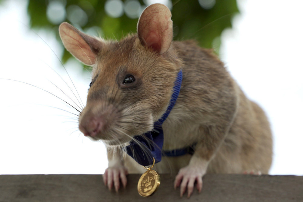 Гигантская крыса награждена медалью за обнаружение мин в Камбодже