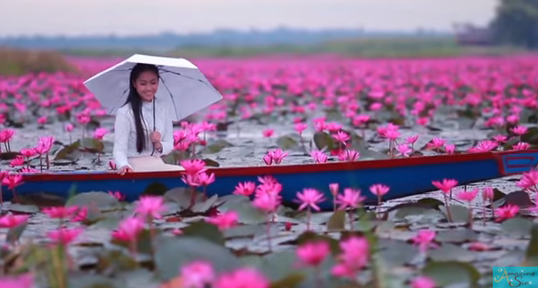 Сказочные кадры: Как выглядит Озеро розовых лотосов в Тайланде