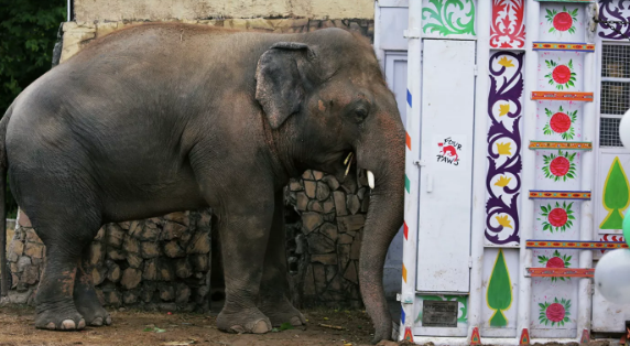 СМИ: "самый одинокий в мире слон" прибыл в Камбоджу для поисков пары