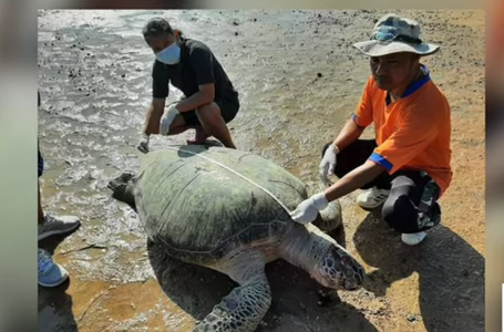 'Supermum' turtle spotted! Free vaccine for all in Thailand? || Thailand News