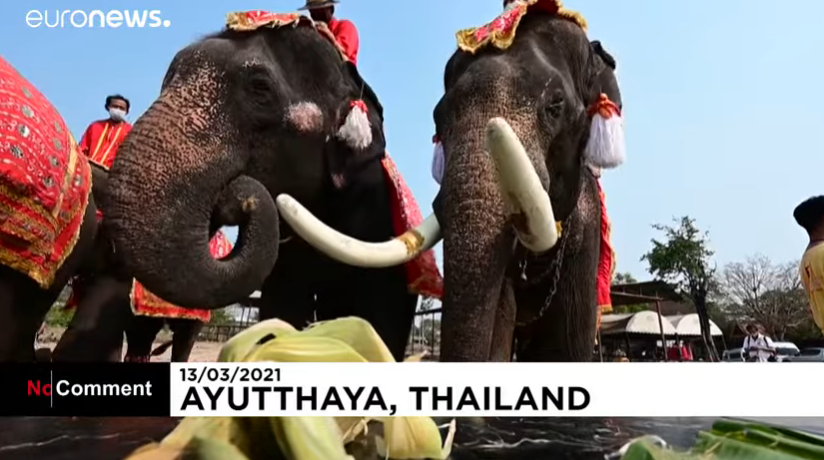 В Таиланде поздравили слонов