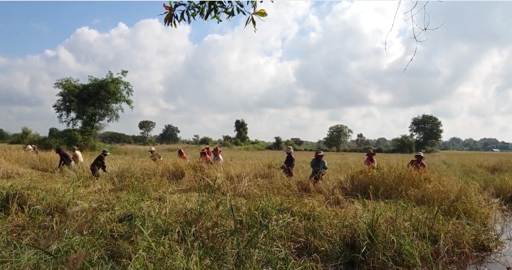 Изменение климата в Камбодже негативно сказывается на урожае риса