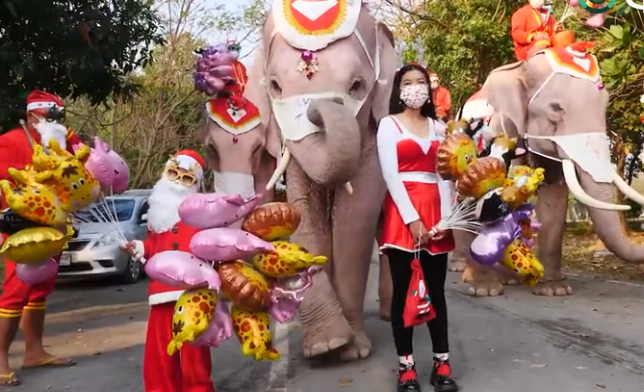 Слоны в рождественских костюмах поздравили школьников в Таиланде