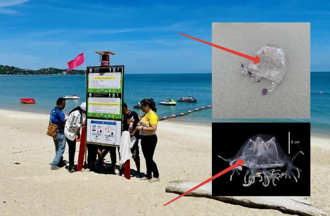 В Таиланде туристов предупредили о нашествии ядовитых медуз