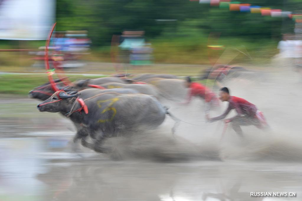 Фестиваль гонок на буйволах в Таиланде