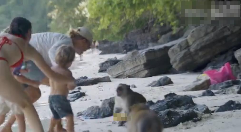 Иностранный путешественник подрался с бандой обезьян на одном из тайских пляжей популярных островов Пхи-Пхи