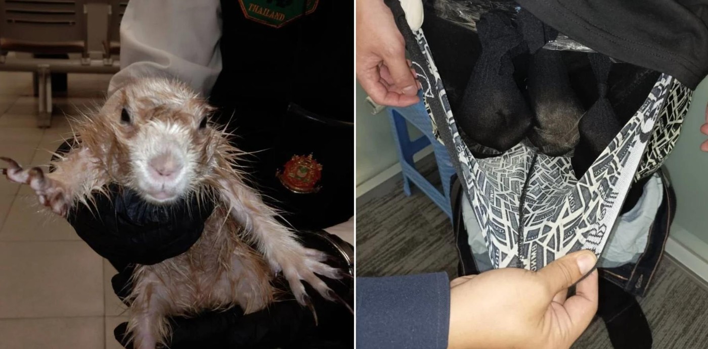 Турист в Таиланде прикрепил под трусами двух выдр и луговую собачку и был арестован в аэропорту