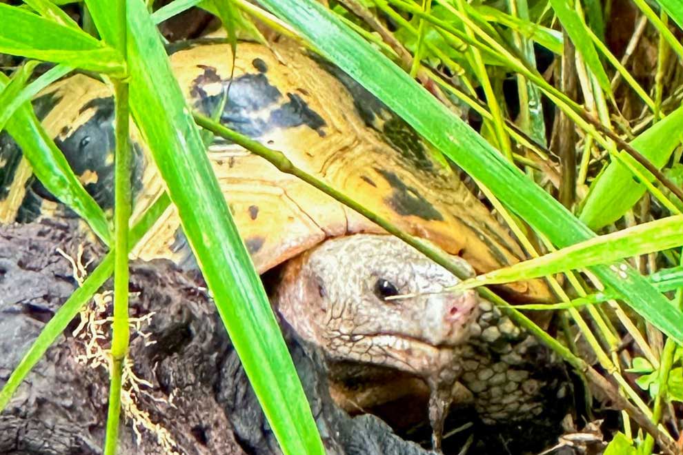 В заповеднике  Сием Панг  обнаружена редкая черепаха