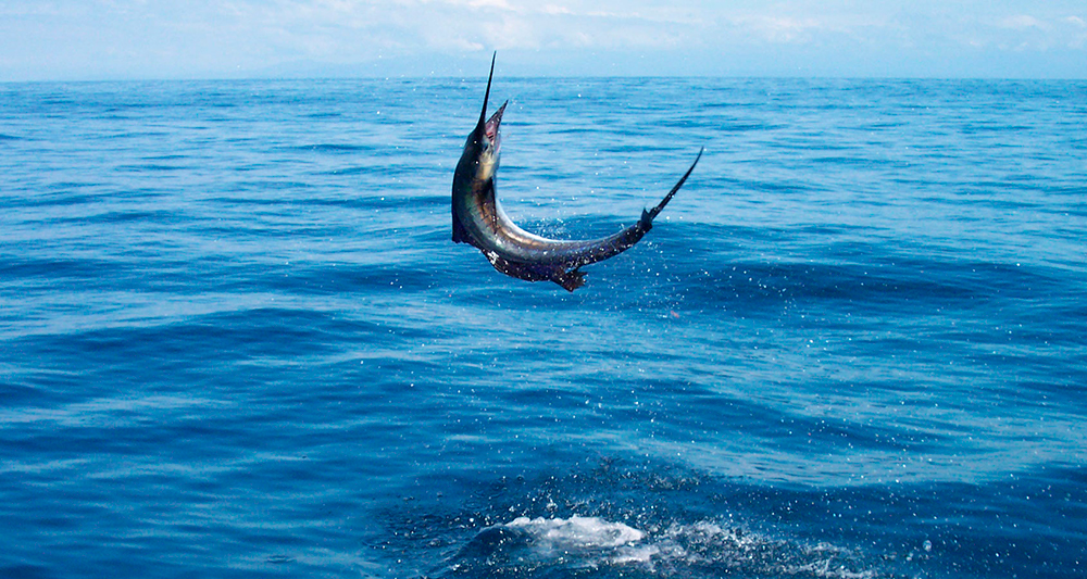 Департамент рыболовства запрещает промысел в Андаманском море