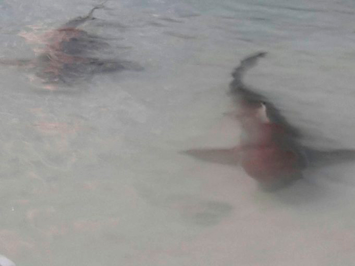 Стая акул Blacktip замечена у пляжа Краби