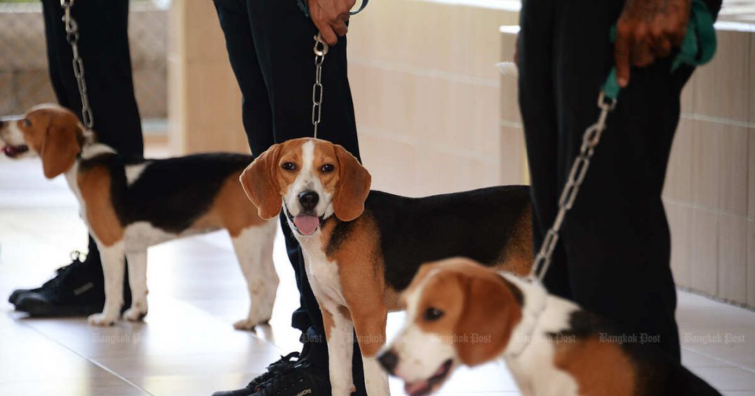 В четырех тюрьмах Таиланда заключенным разрешат заводить собак