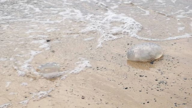 На пляже Краби обнаружены сотни мертвых медуз