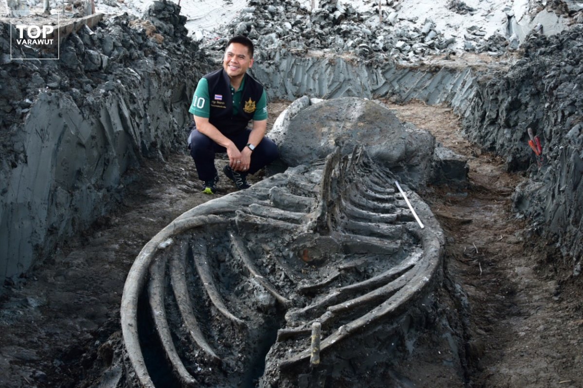 В Таиланде нашли скелет кита возрастом до пяти тысяч лет