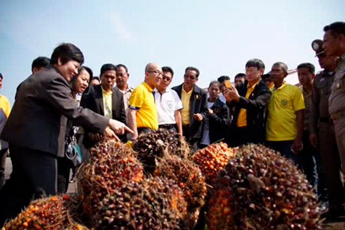 Пальмовое масло в качестве альтернативного топлива в Таиланде