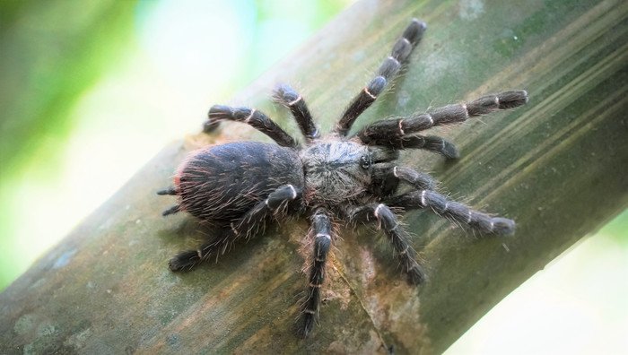В Таиланде нашли первого в мире тарантула, живущего исключительно в стеблях бамбука