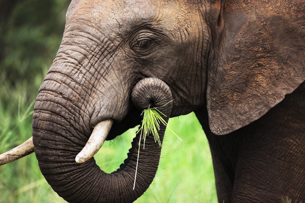 В Таиланде из-за коронавируса недоедают слоны