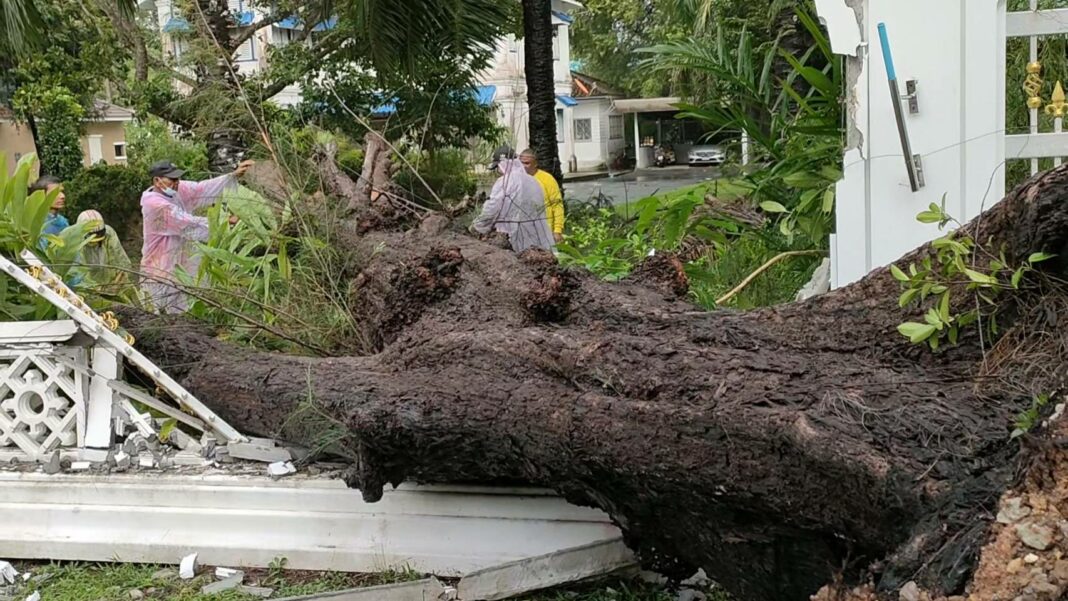50-летнее дерево упало под проливным дождем на резиденцию чиновника на Пхукете