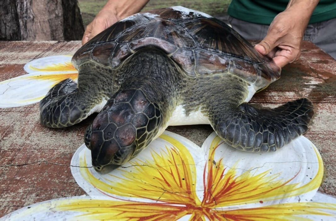 Морская черепаха спасена на пляже в Пханг Нга