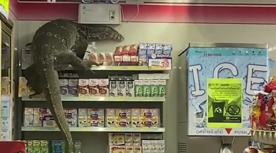 В Таиланде посетителей супермаркета распугал гигантский варан.