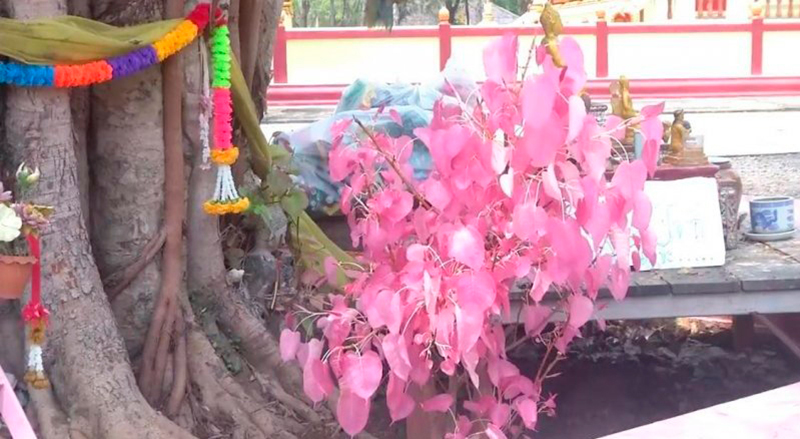 Удивительное явление: Розовые листья на дереве Бодхи