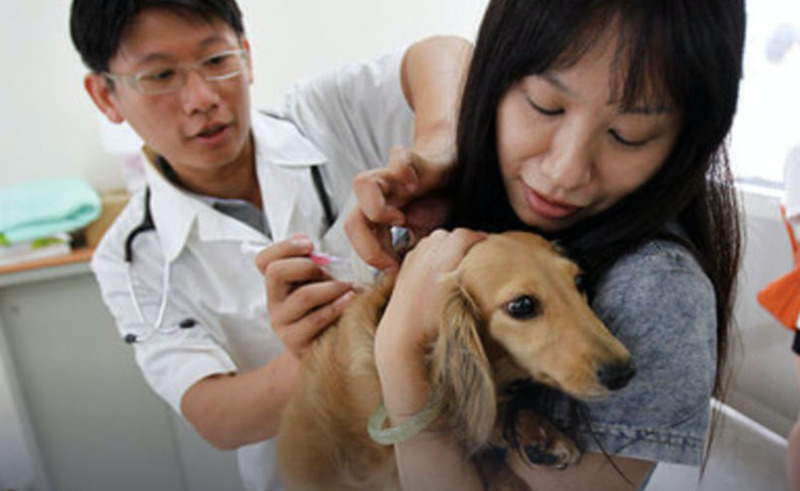 Таиланд планирует импортировать вакцину РФ от COVID-19 для животных