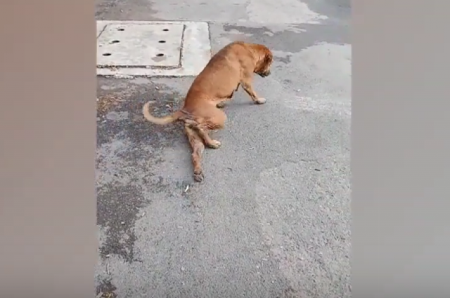 В Бангкоке собака придумала хитрый способ просить еду и стала звездой Сети