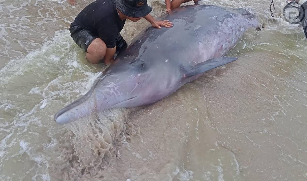 Редкий кит был найден на пляже Саком