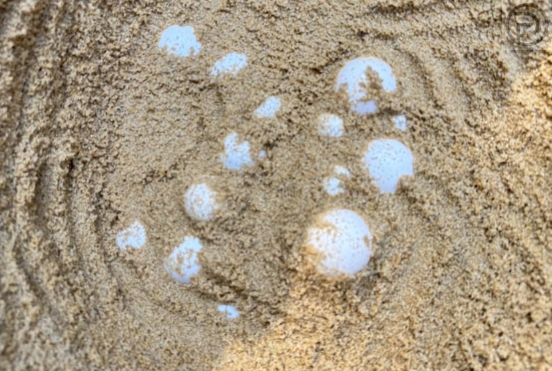 Кожистая морская черепаха отложила 120 яиц на пляже в Пханг Нга
