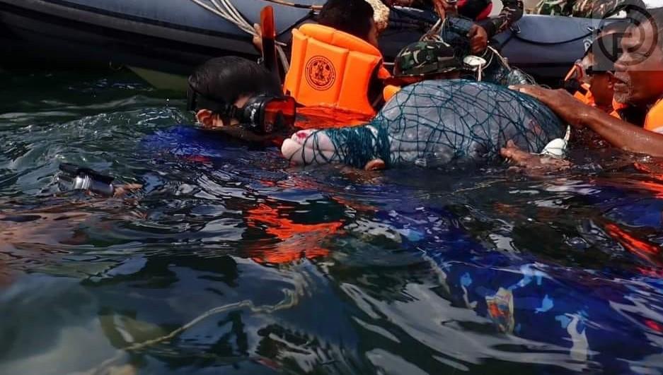 Дельфин спасен из рыболовной сети в Транге – видео