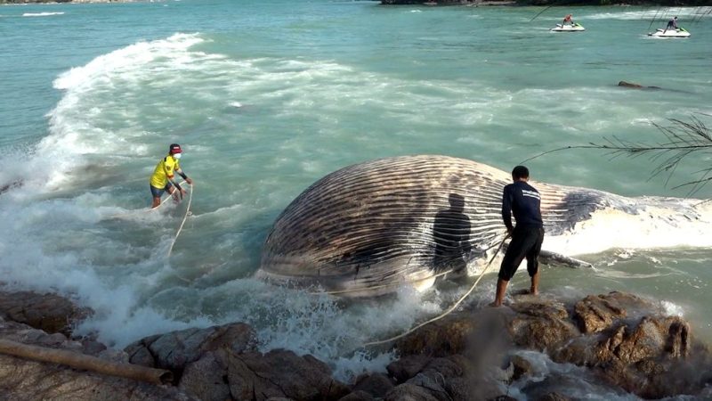 На пляж острова Самуй в Таиланде выбросило тушу кита