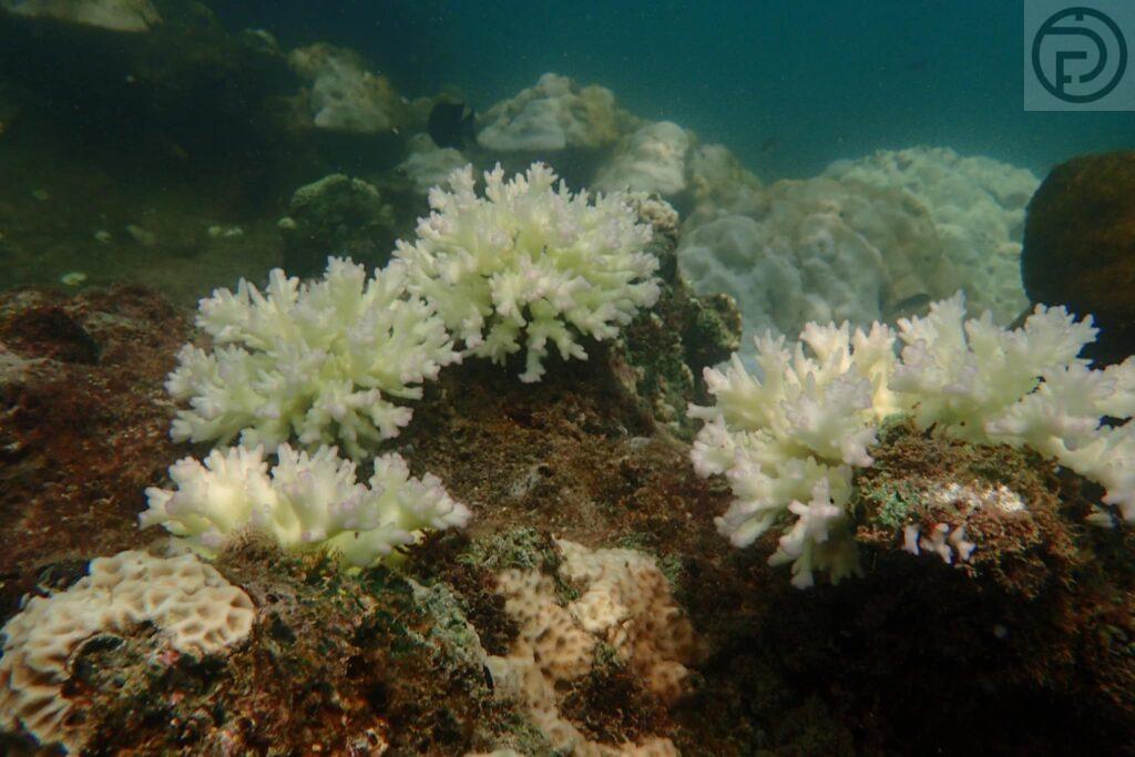 Объявлено о закрытии 12 национальных морских парков после обесцвечивания кораллов, связанного с повышением температуры моря
