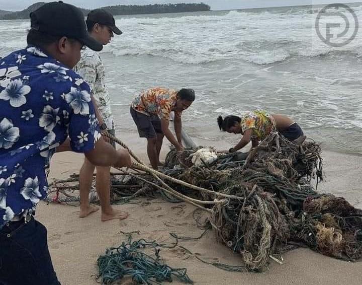 Три морских черепахи спасены из рыболовной сети в Таланге