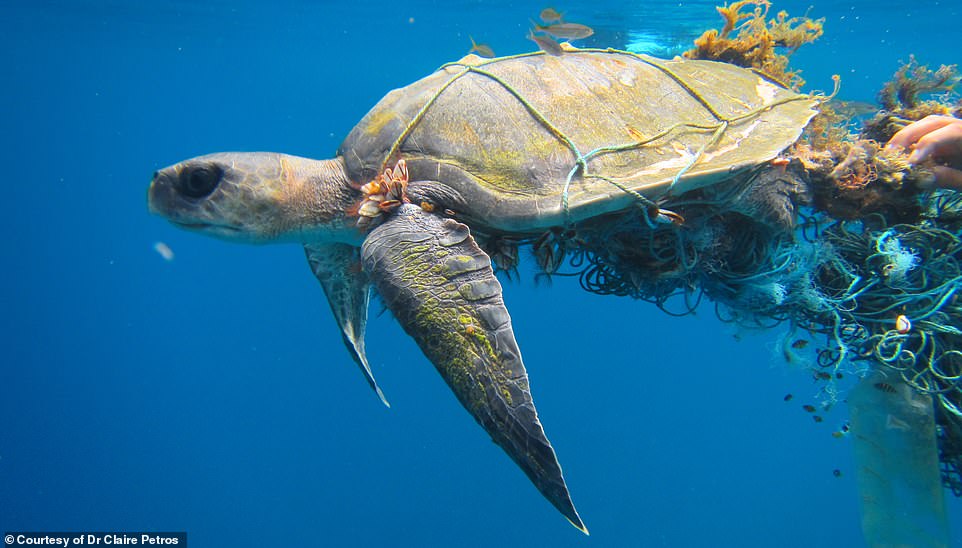 В Паттайе спасли морскую черепаху, которая наелась пластика и сетей