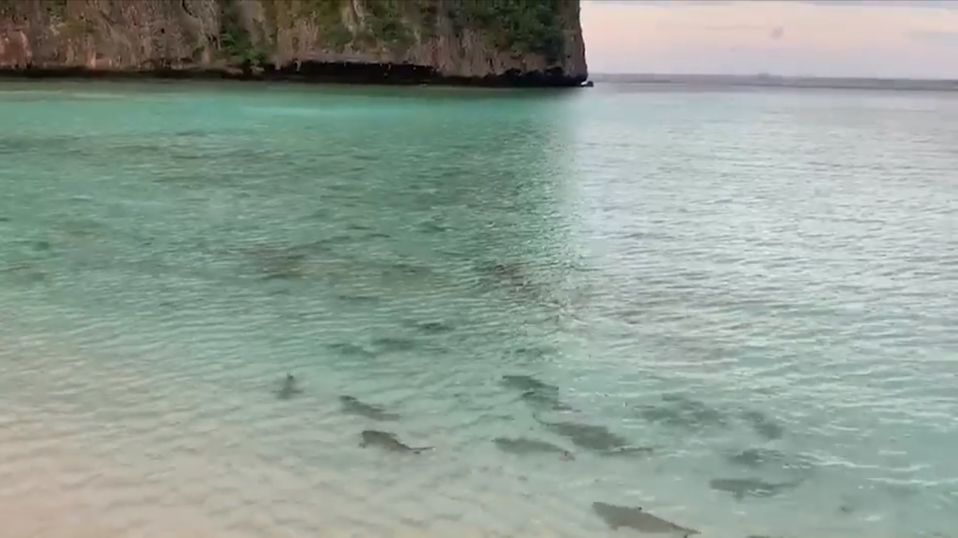 Нашествие рифовых акул в Краби